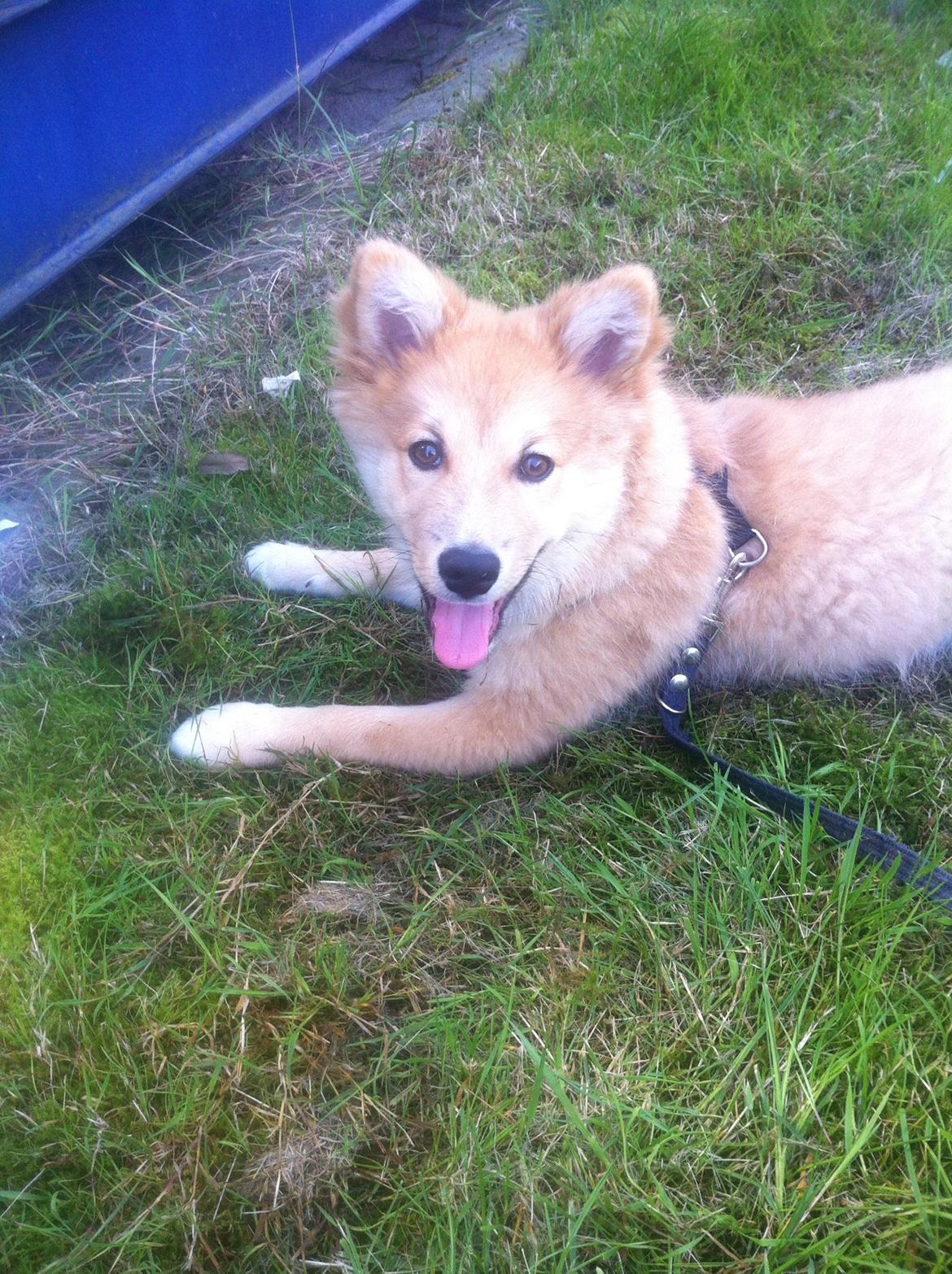 Islandsk fårehund Viggo billede 11