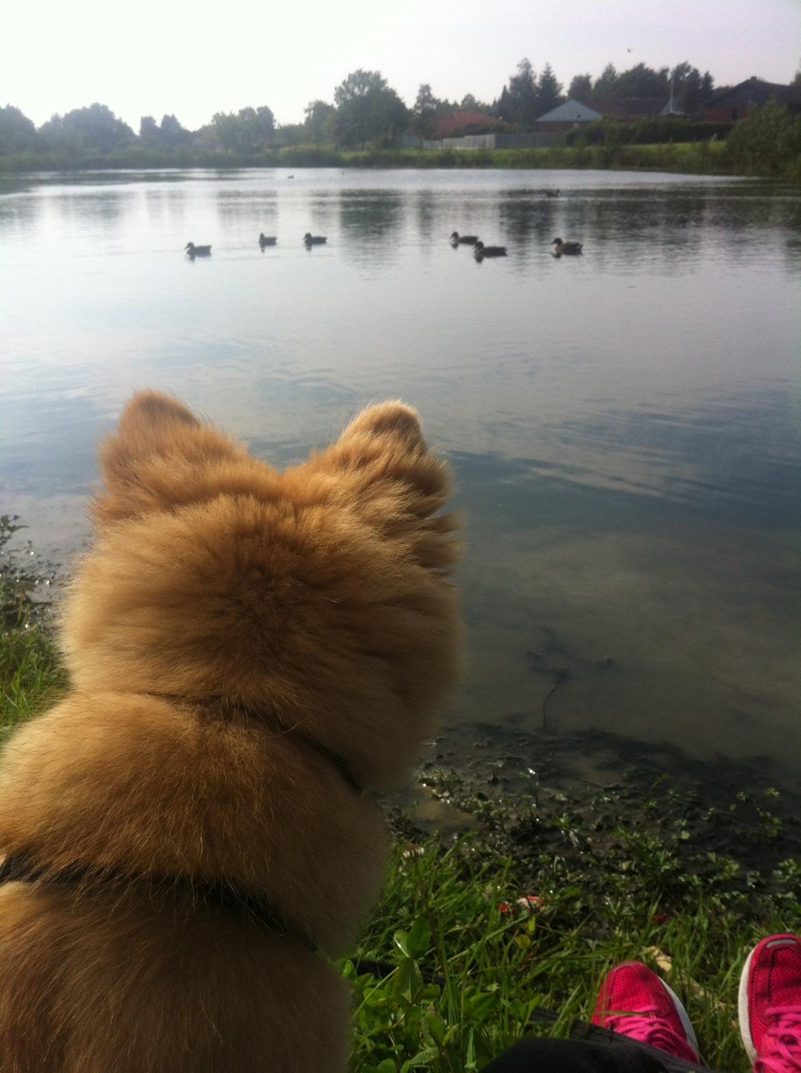 Islandsk fårehund Viggo billede 7