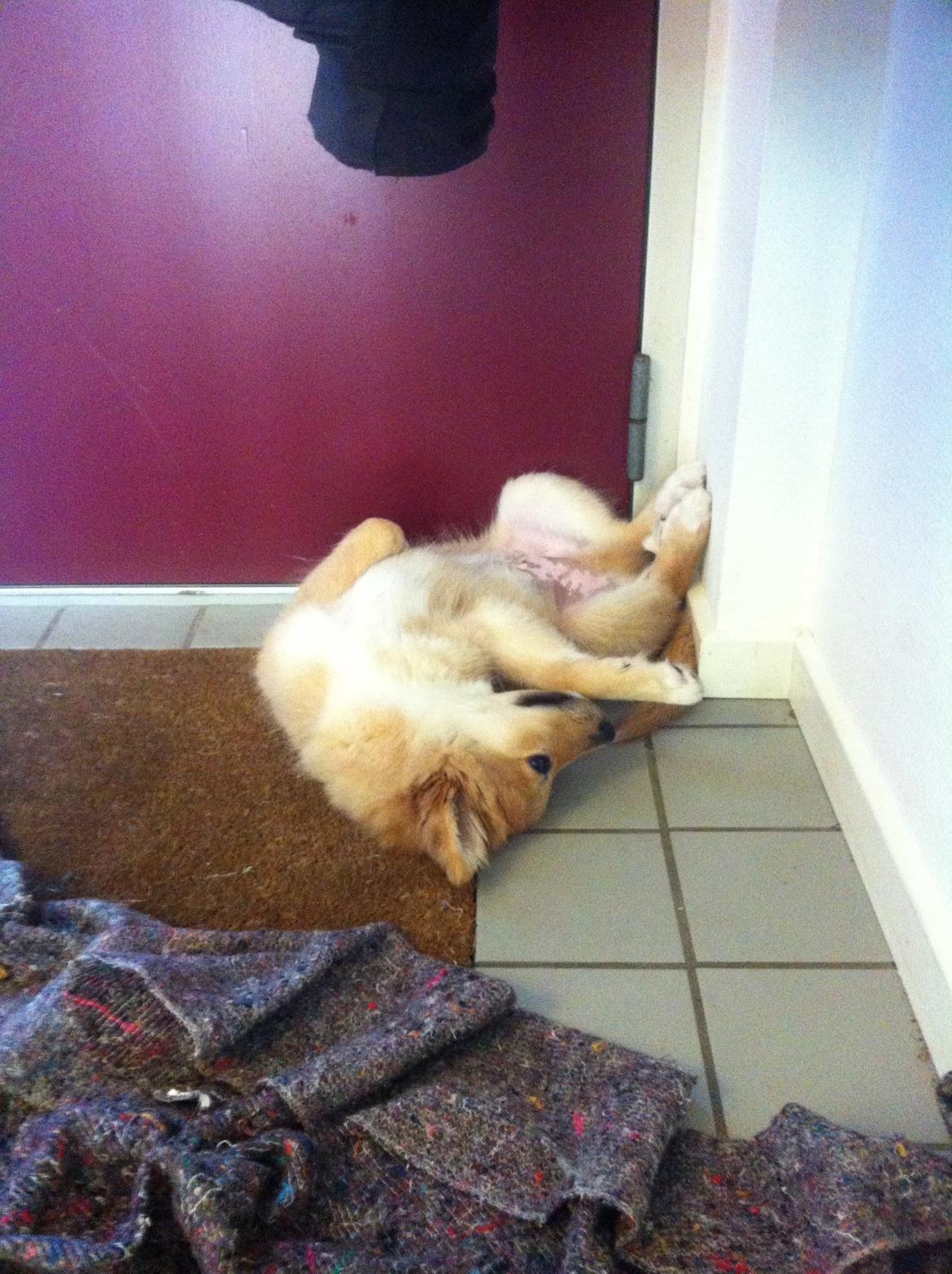 Islandsk fårehund Viggo billede 8