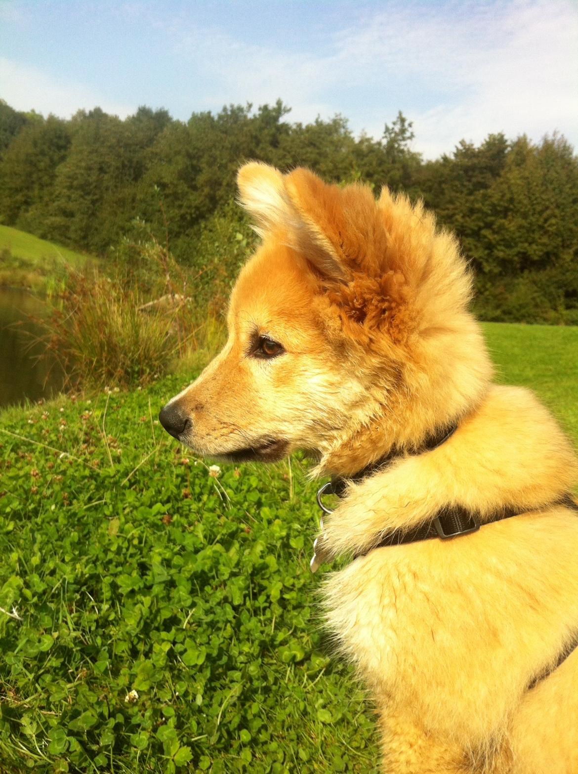 Islandsk fårehund Viggo billede 4