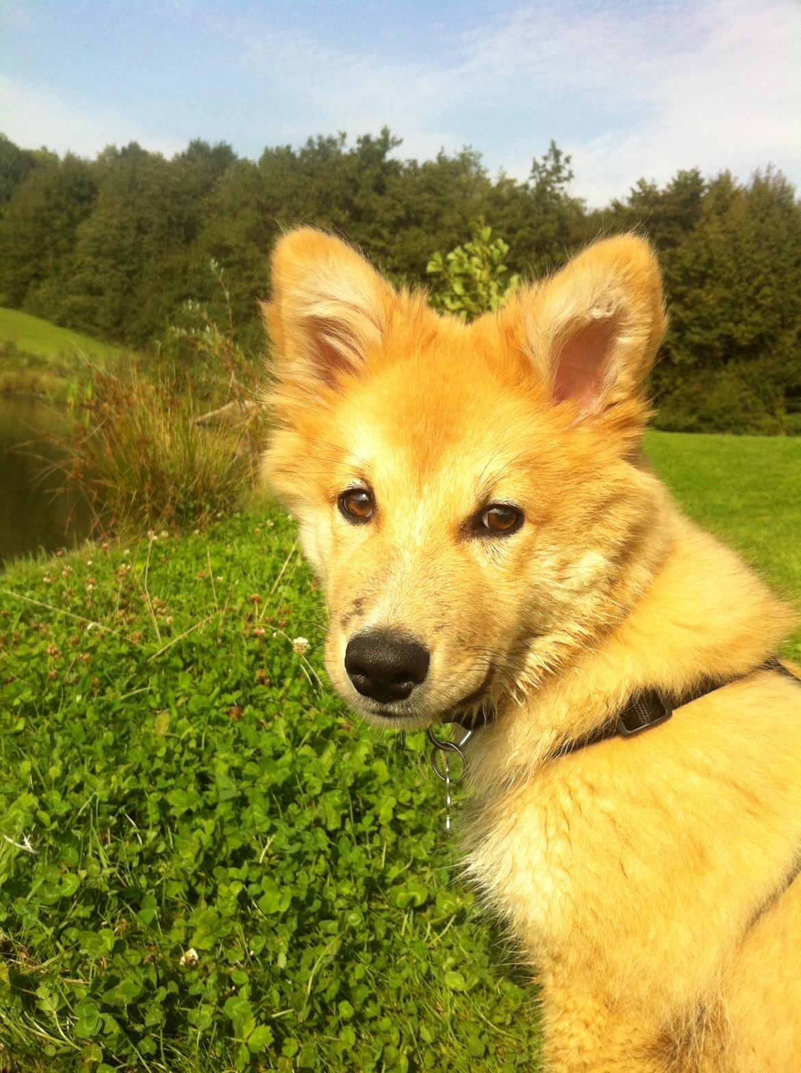 Islandsk fårehund Viggo billede 3