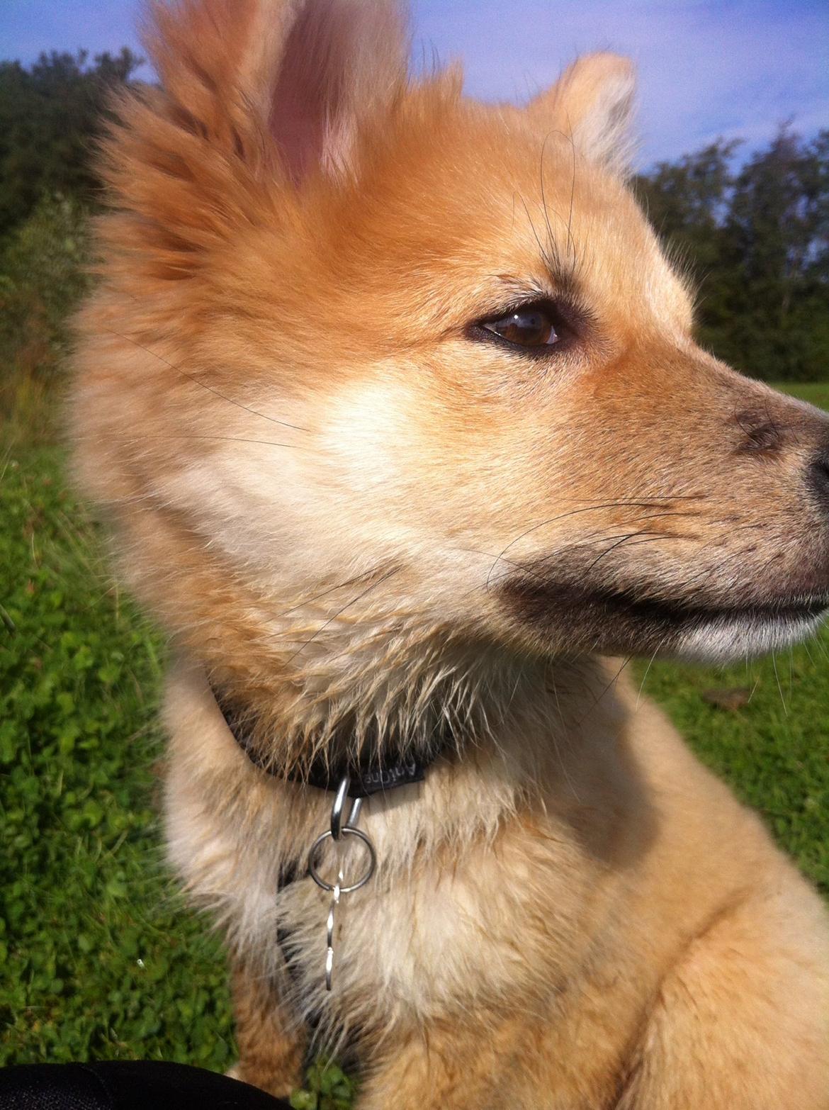 Islandsk fårehund Viggo billede 5