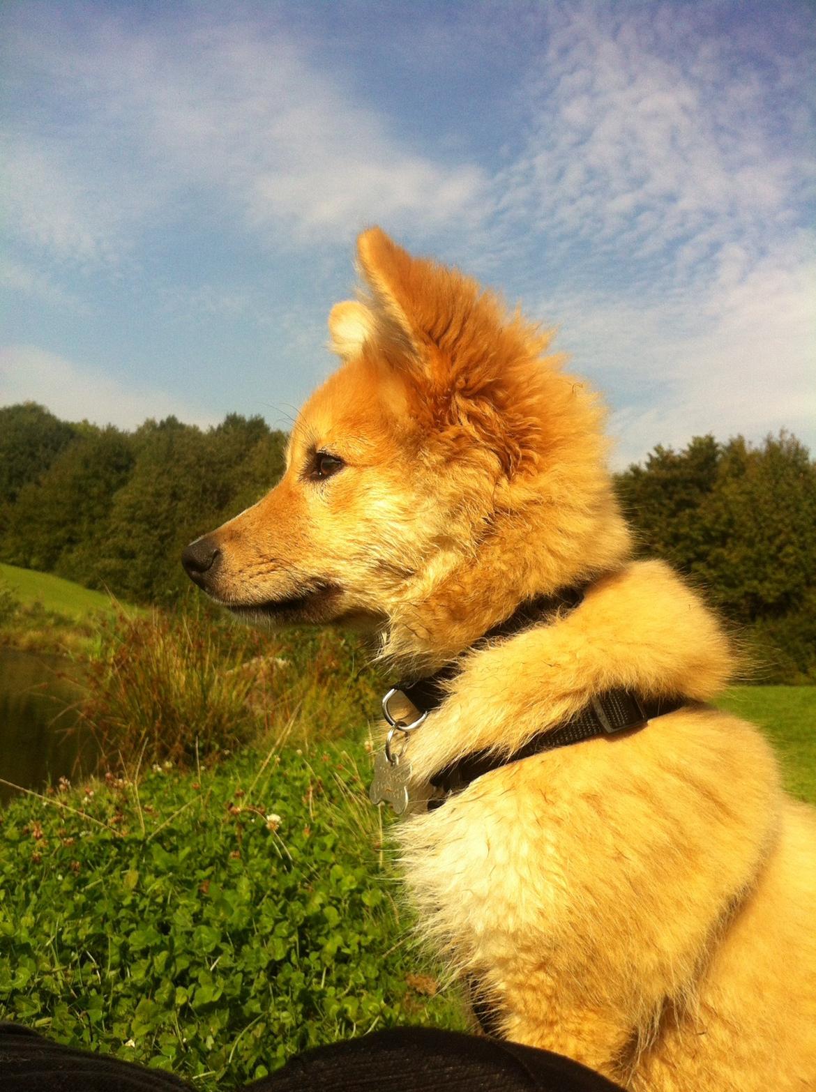 Islandsk fårehund Viggo billede 1