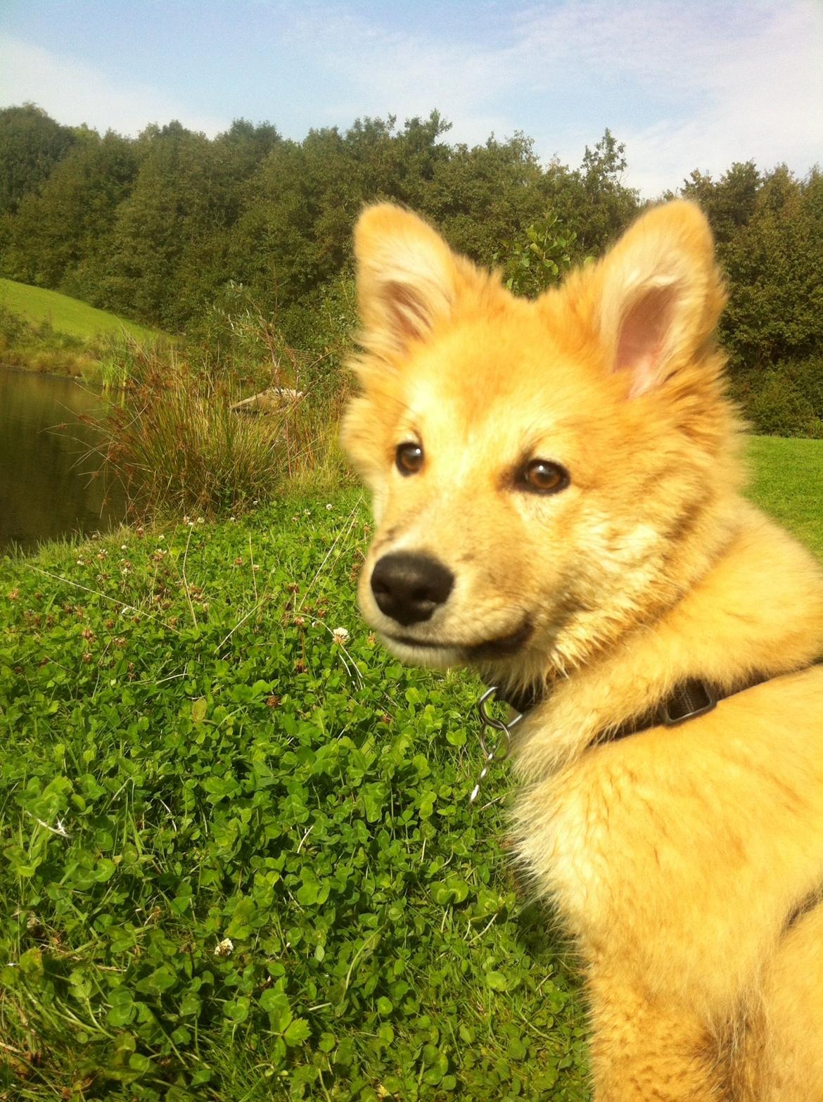 Islandsk fårehund Viggo billede 2