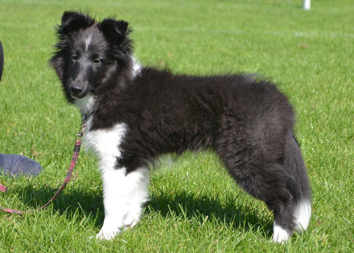 Shetland sheepdog Svala billede 16