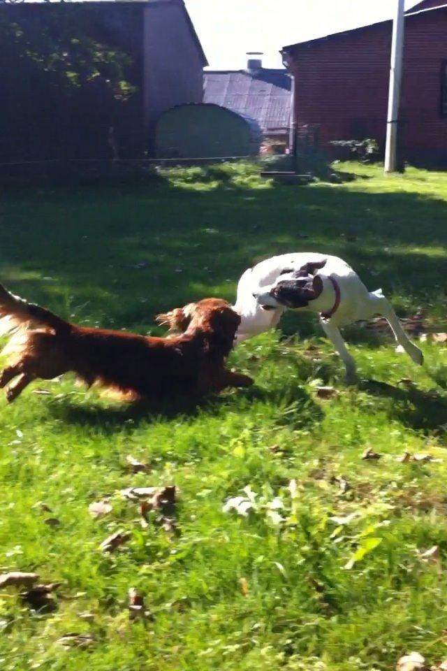 Dværggravhund Kalle billede 1