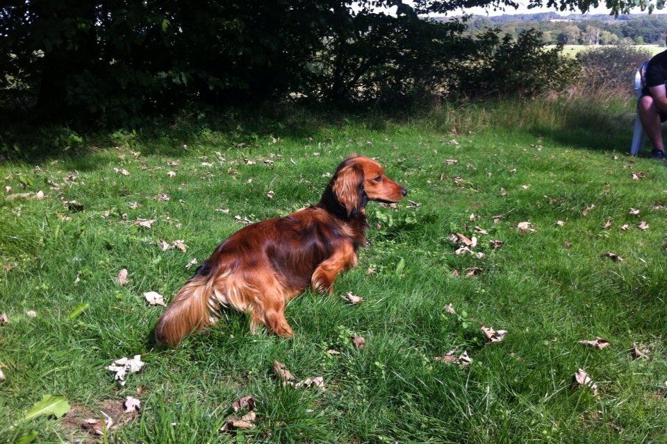 Dværggravhund Kalle billede 2