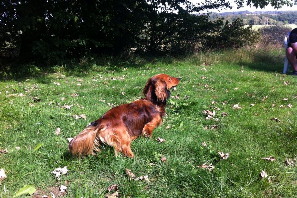 Dværggravhund Kalle billede 3