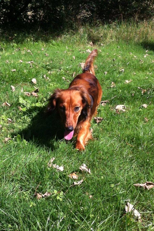 Dværggravhund Kalle billede 4