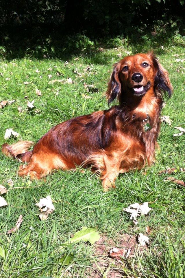 Dværggravhund Kalle billede 5