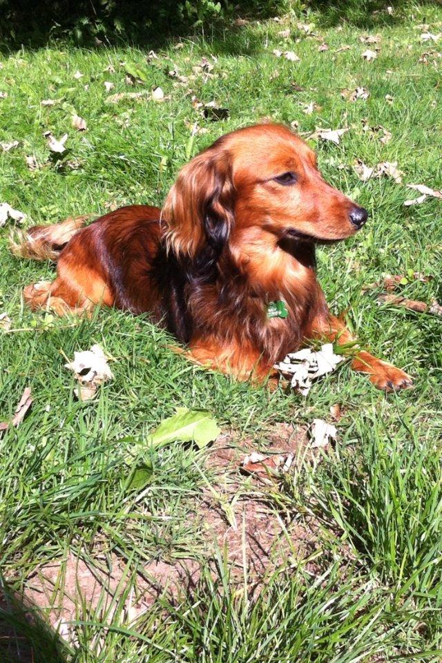 Dværggravhund Kalle billede 6