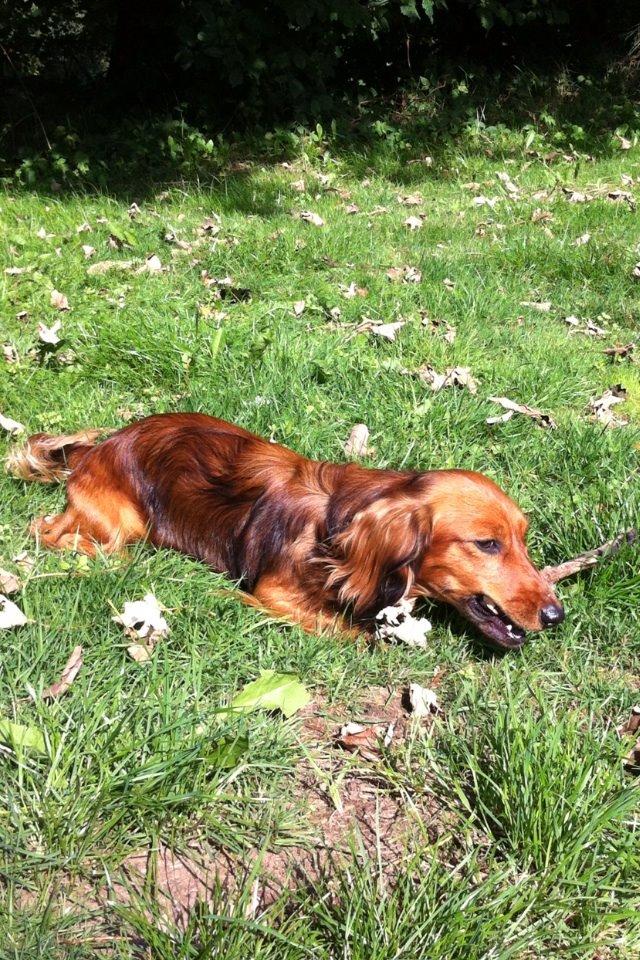 Dværggravhund Kalle billede 7