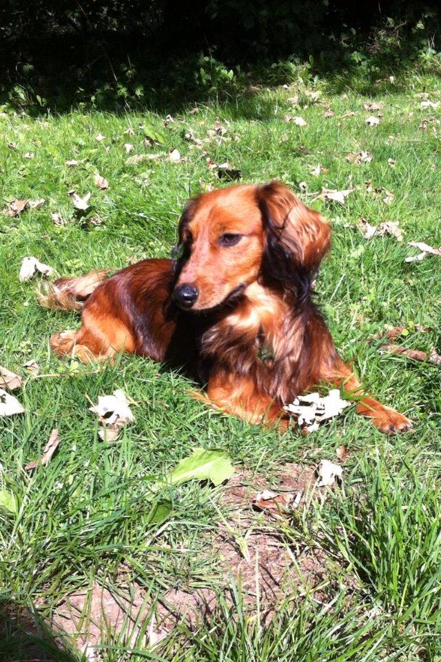 Dværggravhund Kalle billede 8