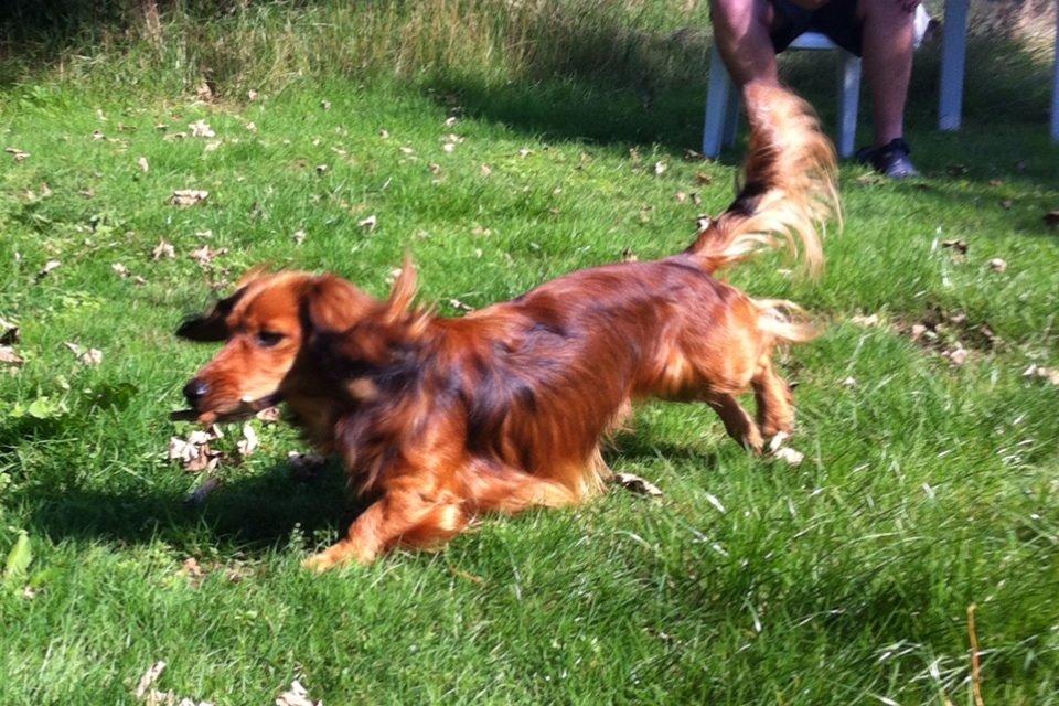 Dværggravhund Kalle billede 9