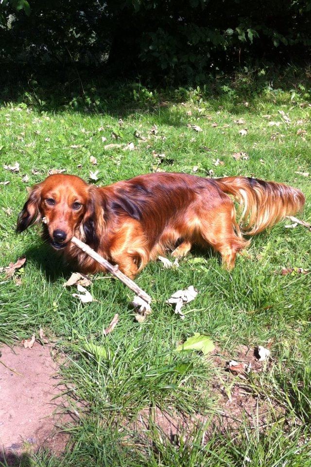 Dværggravhund Kalle billede 10