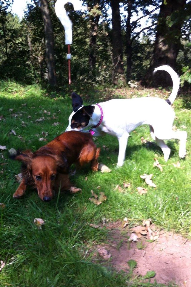 Dværggravhund Kalle billede 11