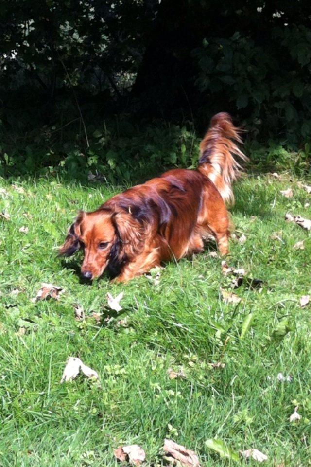 Dværggravhund Kalle billede 12