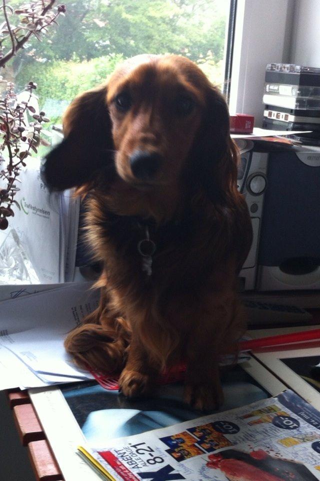 Dværggravhund Kalle billede 13