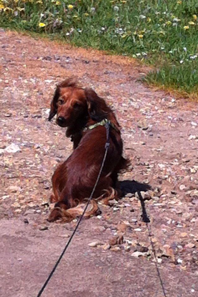 Dværggravhund Kalle billede 14