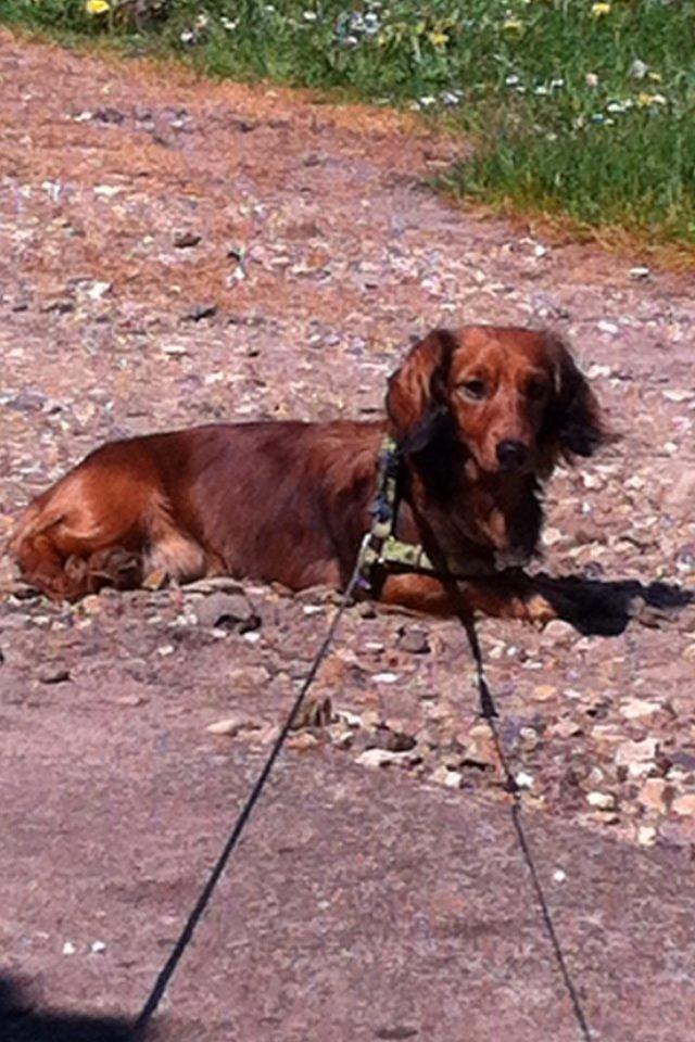 Dværggravhund Kalle billede 15