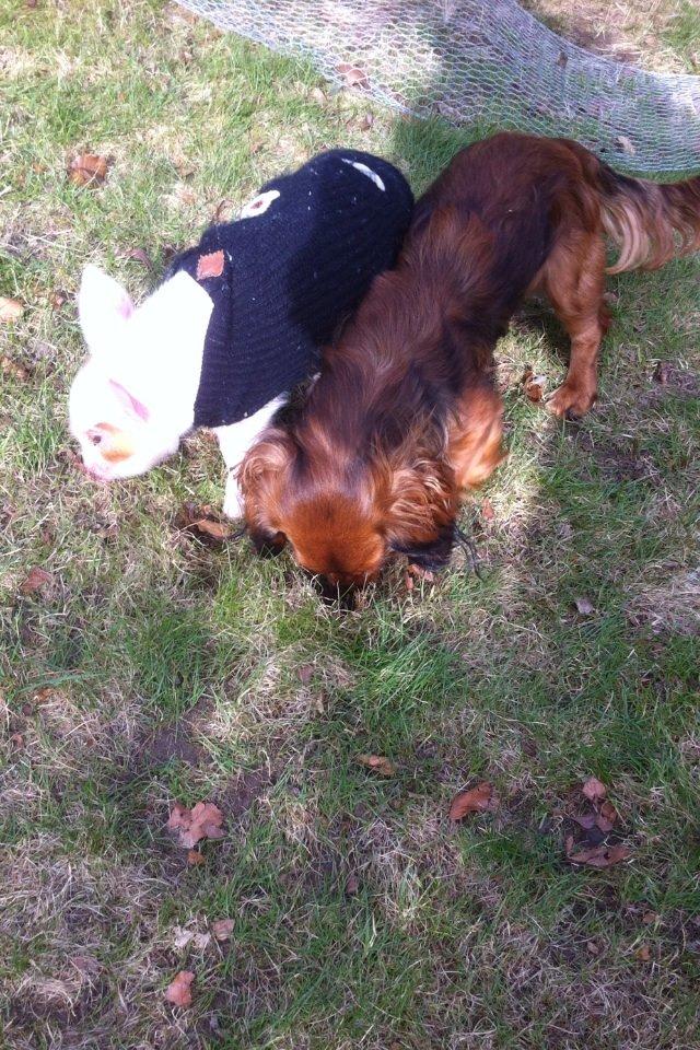 Dværggravhund Kalle billede 16