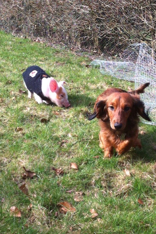 Dværggravhund Kalle billede 17