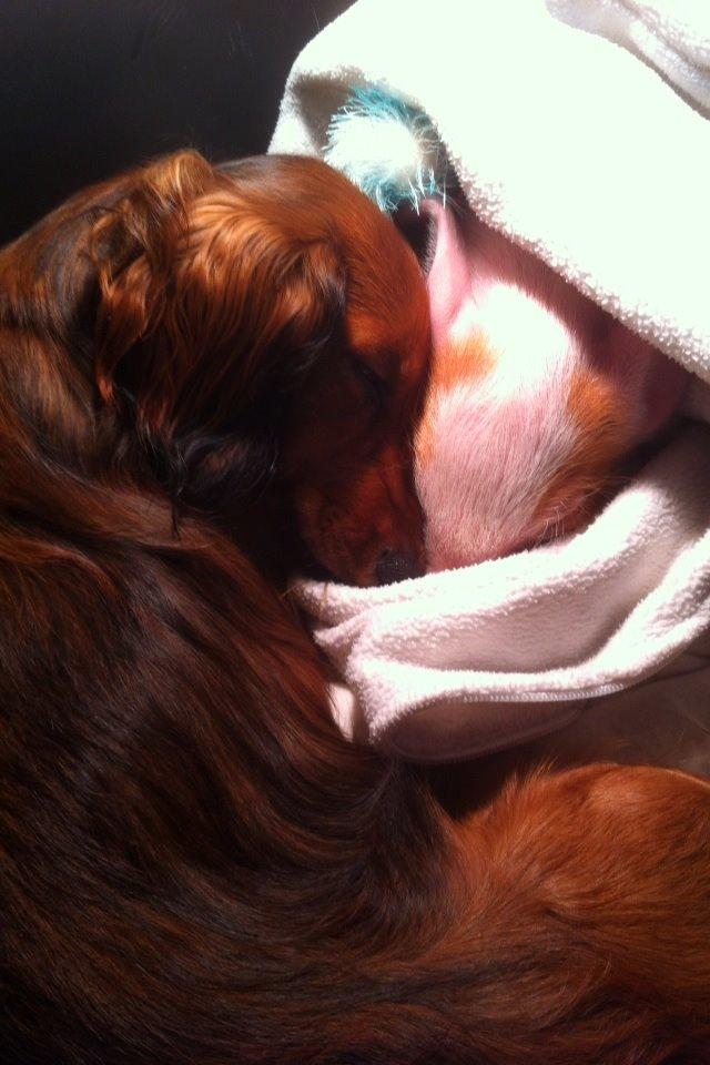 Dværggravhund Kalle billede 18