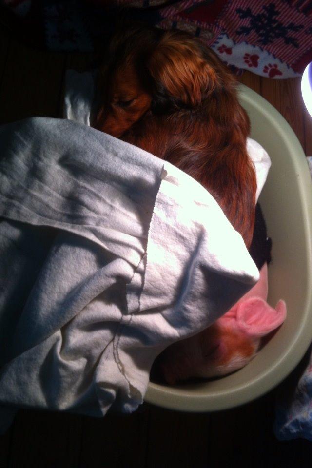 Dværggravhund Kalle billede 19