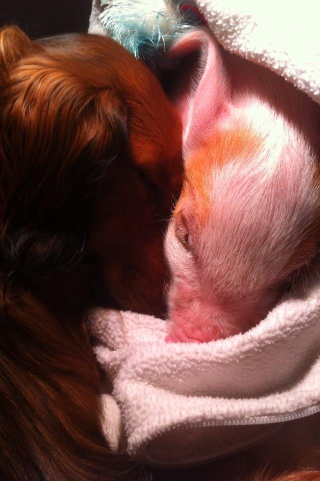 Dværggravhund Kalle billede 20