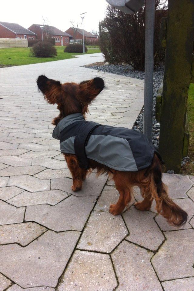 Dværggravhund Kalle billede 21