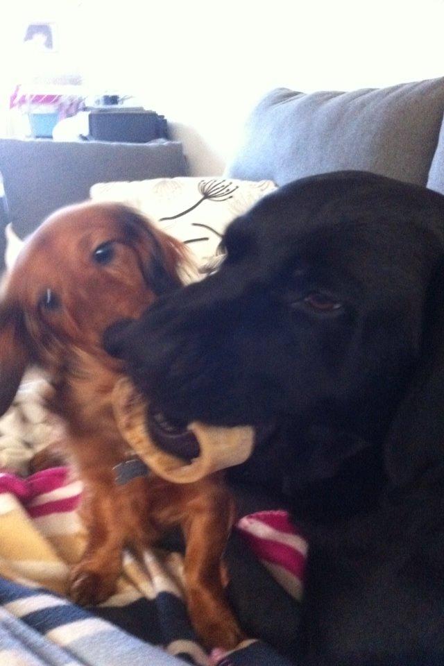 Dværggravhund Kalle billede 22