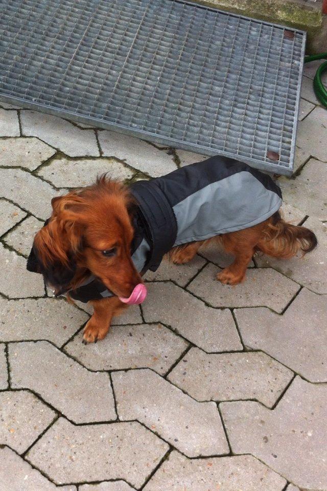 Dværggravhund Kalle billede 23