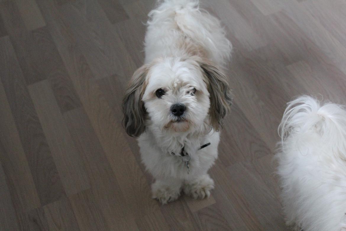 Blanding af racer Boomer billede 16