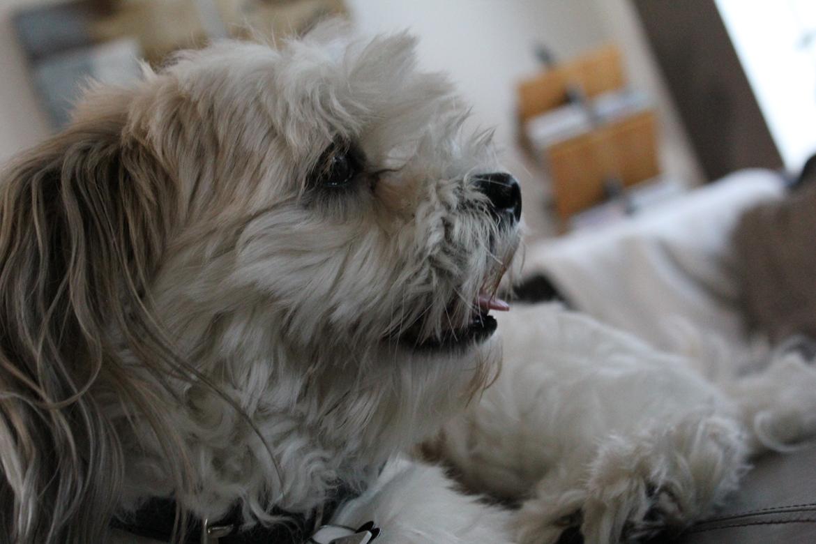 Blanding af racer Boomer billede 17