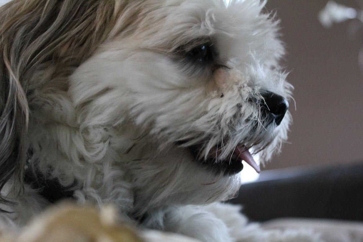 Blanding af racer Boomer billede 18