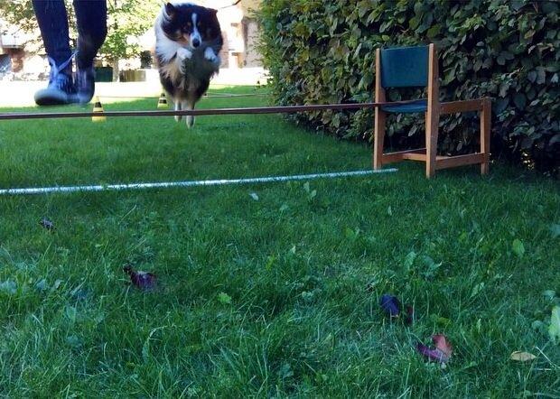 Shetland sheepdog Baloo - Han Flyyyyver billede 12