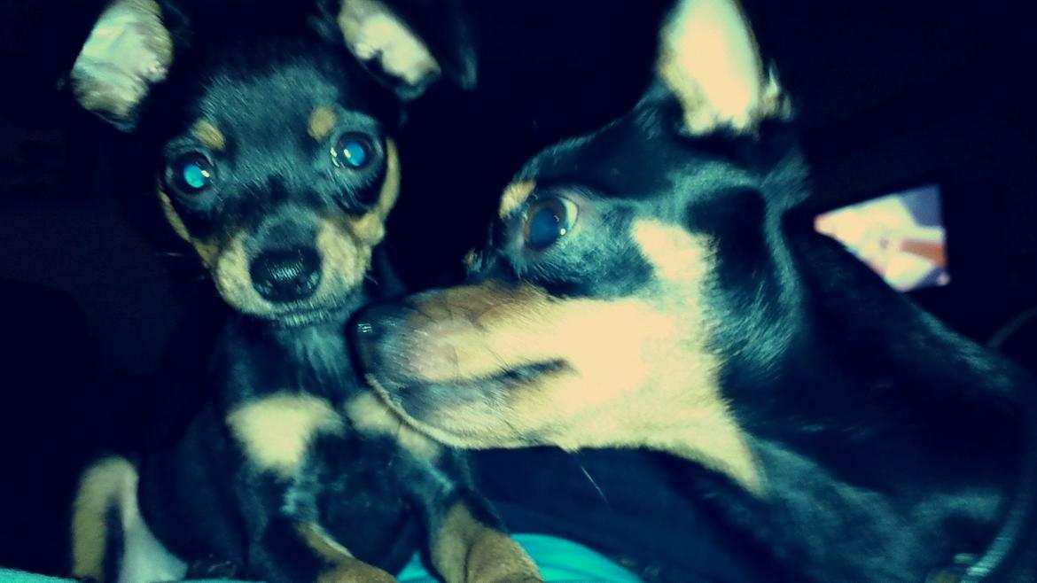 Blanding af racer Ninja *pivdyr* billede 41