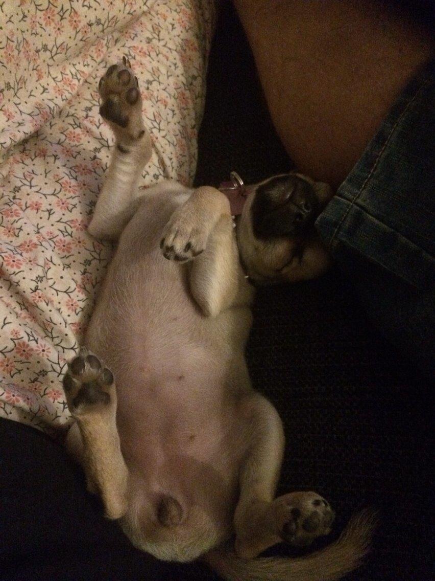 Chihuahua Coco billede 8