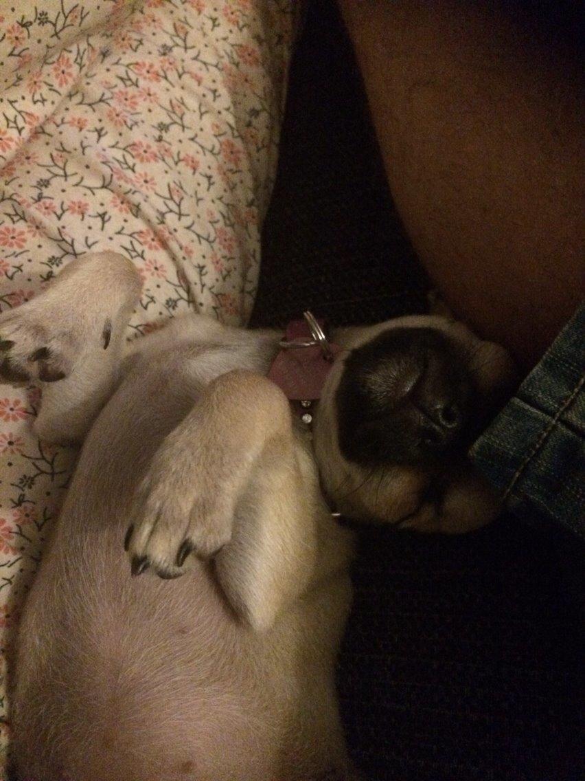 Chihuahua Coco billede 7