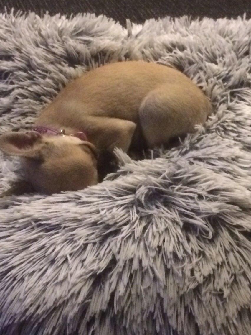 Chihuahua Coco billede 9