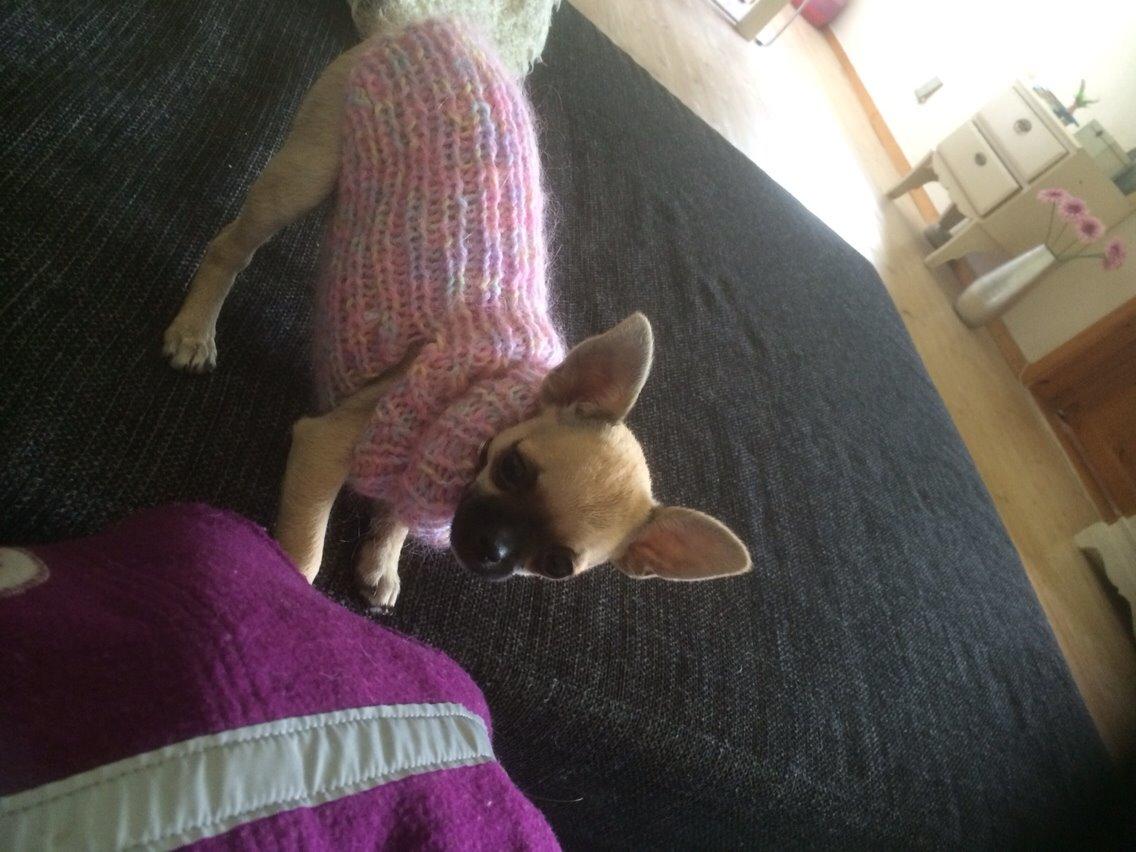 Chihuahua Coco billede 11
