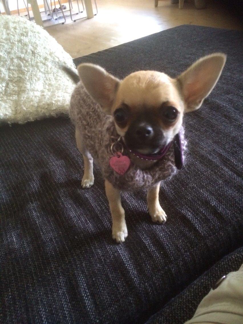 Chihuahua Coco billede 10