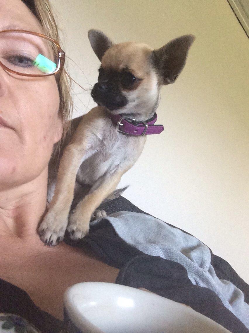 Chihuahua Coco billede 13