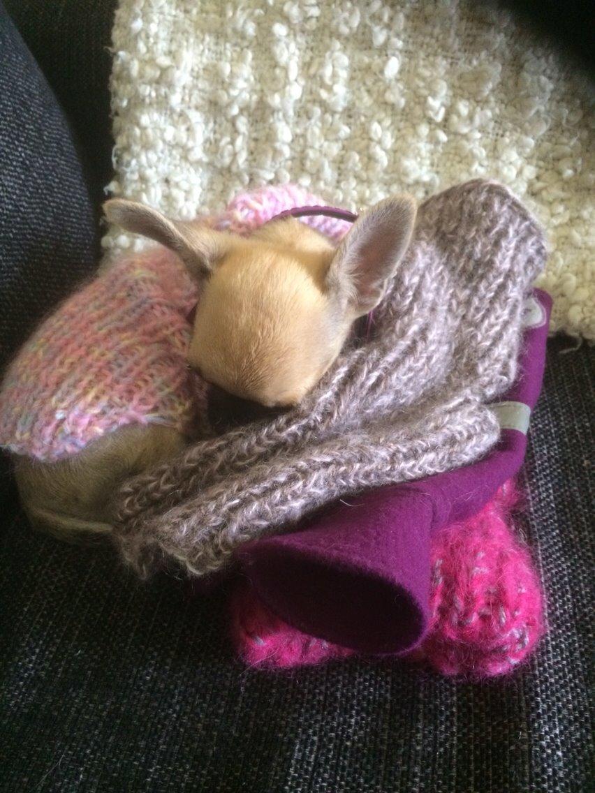 Chihuahua Coco billede 12