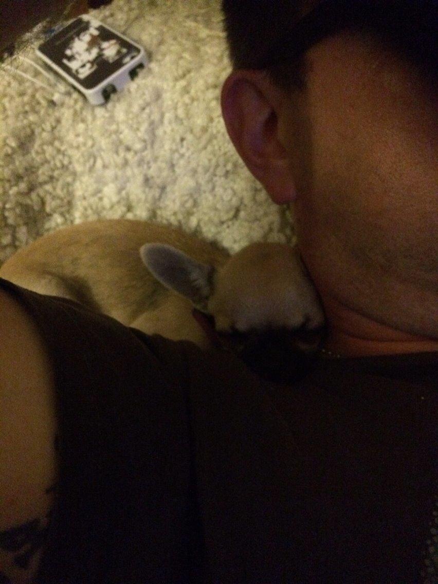 Chihuahua Coco billede 14