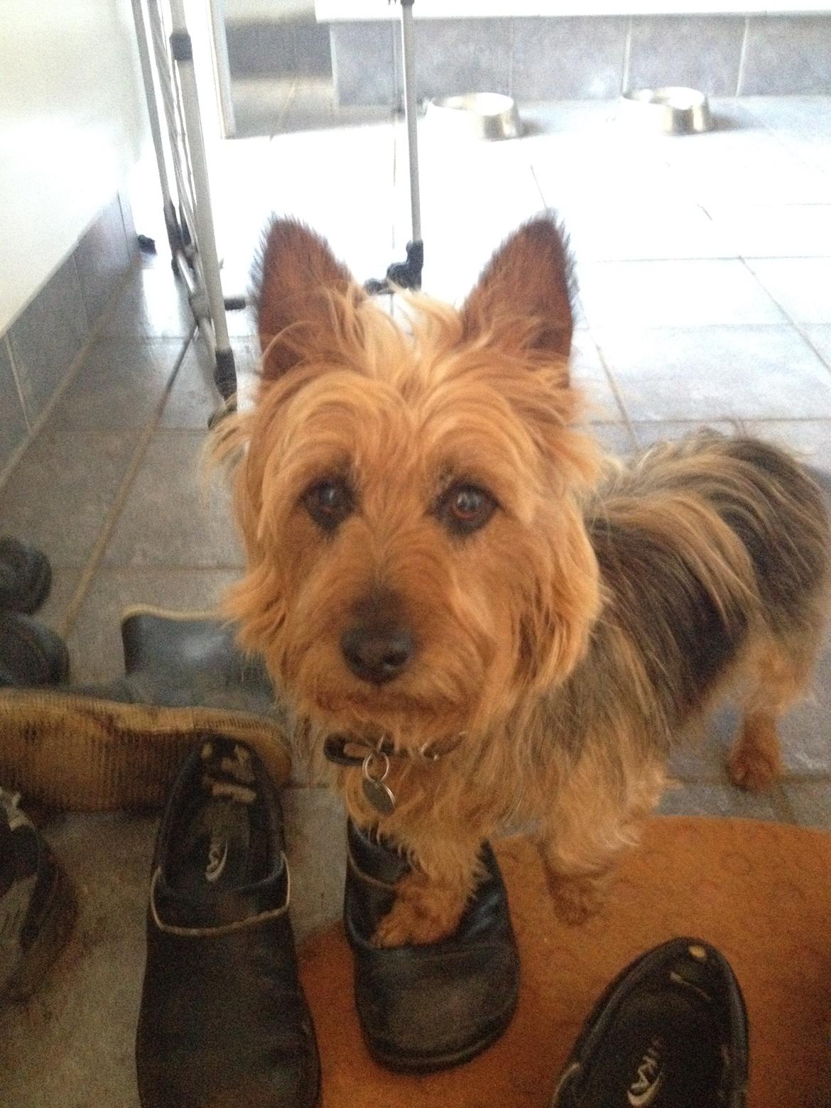 Australsk terrier Sally billede 11