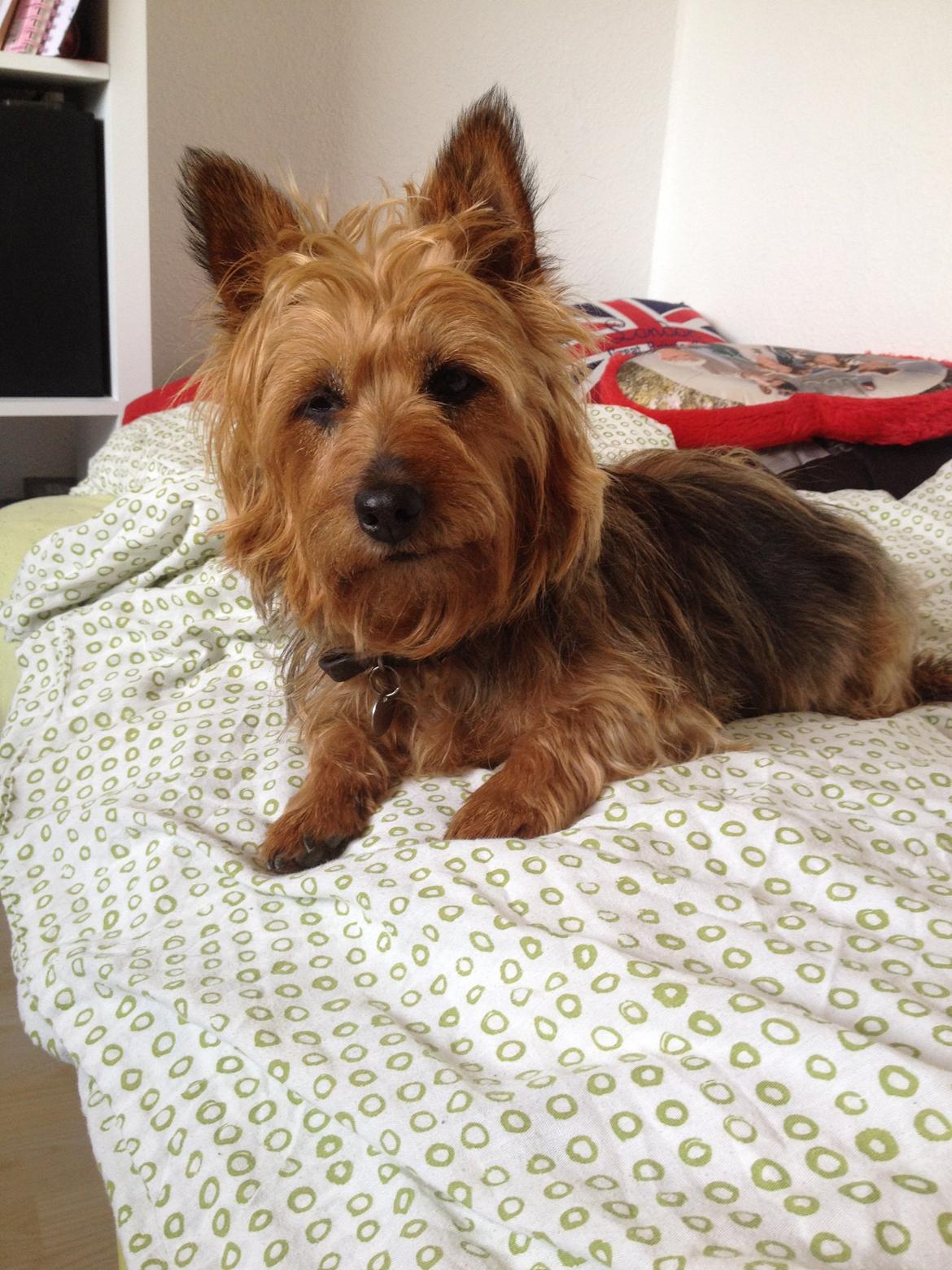 Australsk terrier Sally billede 12