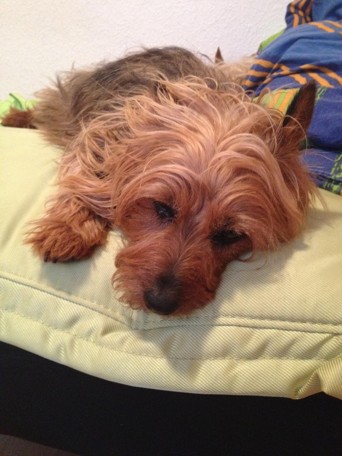 Australsk terrier Sally billede 13