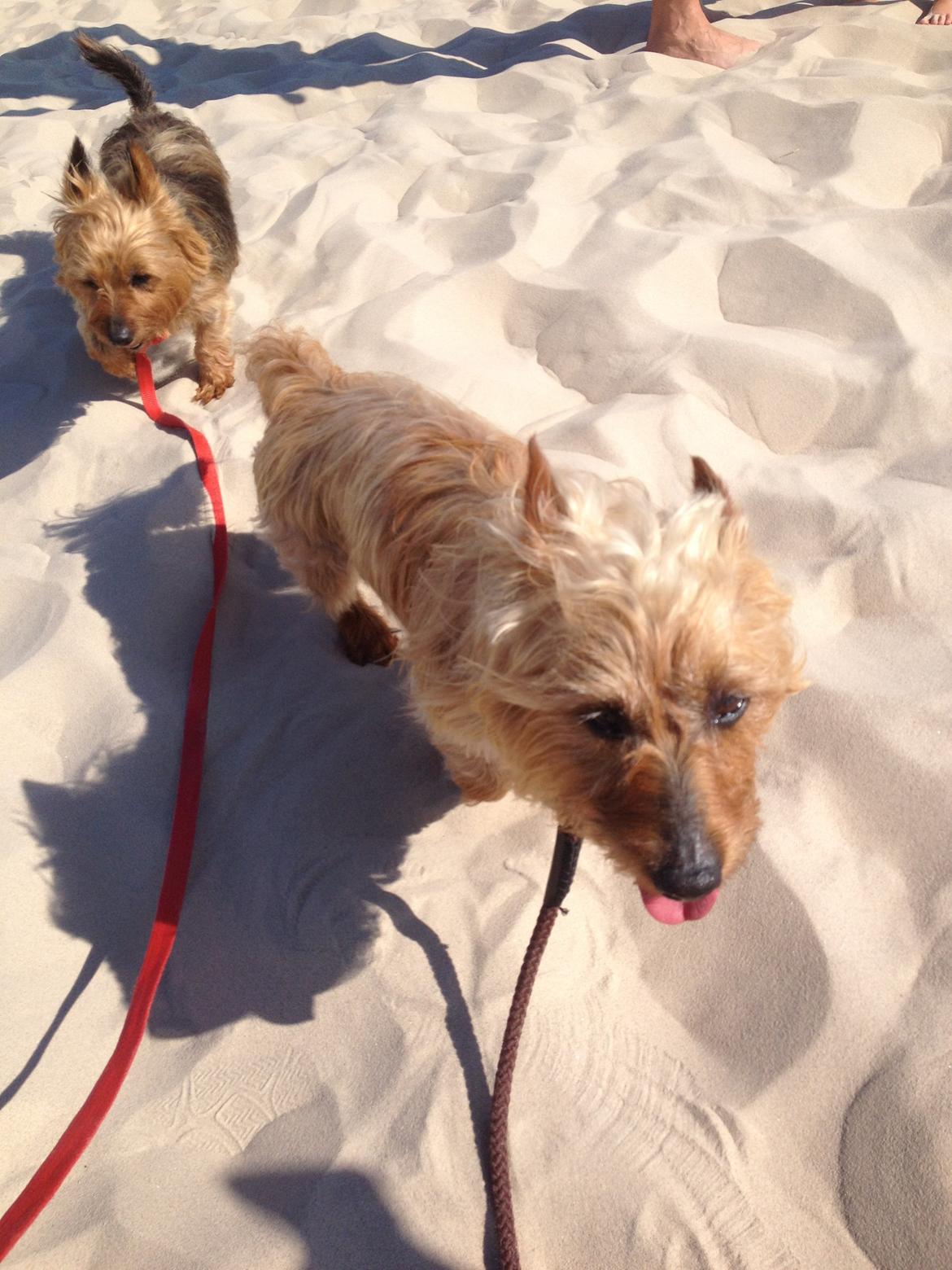 Australsk terrier Sally billede 14