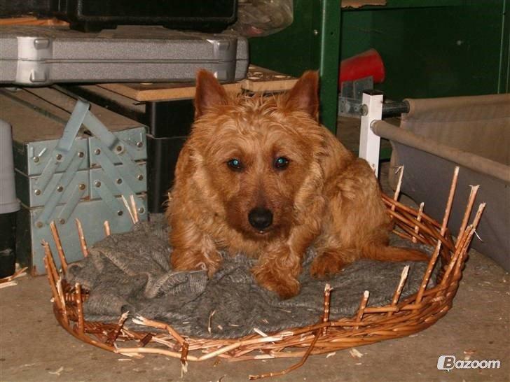 Australsk terrier Rumle Quick (Quick) billede 3